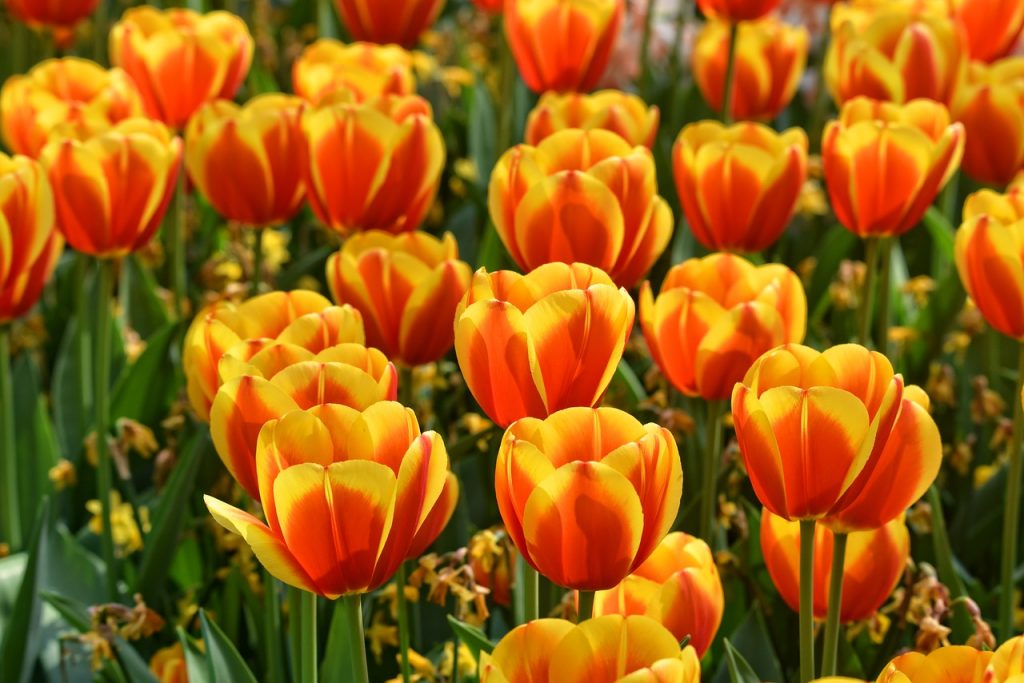 tulip, flower, plant-3358577.jpg
